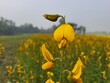 © MdAshaduzzaman - Close up of Yellow Crotalaria juncea flower in the field,Crotalaria juncea, known as brown hemp, Indian hemp, Madras hemp, or sunn hemp