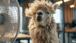 © Olga Ко - Funny fluffy alpaca cooling down in front of an electric fan in a hot office. Humorous extreme summer heatwave concept.