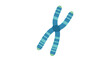 © Dhiyak - Illustration of a blue chromosome with green tips on a white background, featuring a detailed, scientific representation.