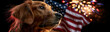 © Olga Ко - Golden Retriever dog side profile watching fireworks with American flag. 4th of July Independence Day patriotic long panoramic banner with copy space