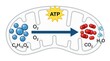 © ALI JAHAN SIJU - Diagram of cellular respiration process showing atp production