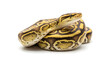 © B TEC  - Ball python snake coiled on pure white background