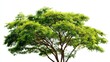 © Shahriar - fresh tree on white background for architecture.