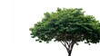 © Shahriar - fresh tree on white background for architecture.