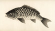 © Christopher Krohn - Detaillierte Zeichnung eines Fisches im historischen Stil