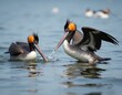 © miss irine - Two brown pelicans interact in calm blue water splash zone. One bird opens wings slightly, other bird reaches out with beak. Calm ocean surface reflect birds.