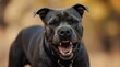 © Lubov - Muscular dark grey pitbull dog looks aggressive, shows sharp teeth, barks with open mouth. Strong canine ready for action, shows protective instincts in nature setting. Focused, intense, powerful.