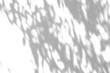 © Kwangmoozaa - Abstract natural tree branch leaves shadow on white wall background