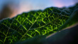 © Nature Macro - Moss Dust Micro Relief on Wet River Stone High Contrast