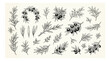 © xantii - Vintage olive branch vector set, hand drawn botanical sketches of olive tree leaves and fruits, black ink line art for organic food packaging