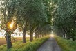 © Christian Kosanetzky/imageBROKER - Sunrise over a country lane lined with trees shrouded in mist in a peaceful morning atmosphere. Mulberry tree avenue (Morus spec.), Dümmer nature park Park, Bohmte, Lower Saxony, Germany