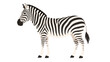 © Alan - Side view zebra standing isolated on white background