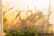© Marc Romanelli - large commercial greenhouse, Stellenbosch, South Africa
