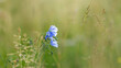 © Jana Krizova - Close-up of a blooming blue flax flower on a green summer meadow with soft blurred background and wild grass blades.