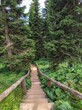 © Alpaka - dřevěné schodiště na turistické stezce v zeleném lese