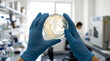 © solom - Scientist wearing blue latex gloves holding a petri dish with bacterial culture colonies during a microbiology research experiment in a modern laboratory close up