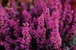 © Iryna Miadzvedzeva - Common heather blossoms in autumn garden with dreamy purple floral background