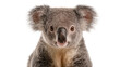 © Aliona - Fluffy grey koala face with large ears and dark nose, isolated on transparent background