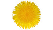 © Vetle - Bright yellow dandelion flower head with many petals