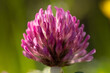 © PhotoMet - esemplari di fiore di trifoglio dei prati (Trifolium pratense) dai petali color magenta, di giorno, in primavera, in un ambiente naturale, foto con vista ultra-macro