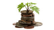 © Piotr - Green sprout growing from stack of old coins, isolated on transparent background