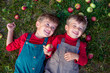 © Peresada - Photo series and asset collection of two cheerful caucasian brothers aged 4-6 wearing denim overalls picking, eating and holding fresh red apples in wicker baskets under trees during harvest season in
