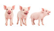 © MJ iceberg - Happy smiling piglet collection isolated on white background, featuring front view, three quarter view, and side profile. Cute young farm pig with cheerful expression, clean studio composition