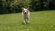 © TheWaterMeloonProjec - Happy dog running on green grass in a park