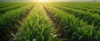 © NeuralNiche - Green grass field with rows of plants under morning light