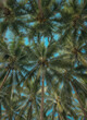© KIMOG - Tall coconut palm trees seen from a ground perspective looking up towards a bright blue sky with scattered white clouds in a tropical environment outdoor.