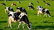 © miss irine - Herd of Holstein cows graze in vibrant green meadow under soft sunlight. Black and white cattle eat grass peacefully on sunny day. Rural farm scene shows healthy livestock in natural pasture.