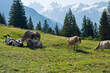 © Andrei Tomas - Swiss alpine pasture with grazing cattle, evergreen trees, and distant snowcapped peaks under clear summer light.
