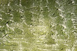 © Валентин Дроздов - a vibrant plaster background with green scuff marks