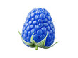 © Piotr - Fresh blue raspberry with delicate fine hairs and green calyx, presented on a clean transparent background.