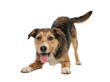 © TRISKAPUTUR - A happy, medium-sized mixed-breed dog with a playful bow pose and panting tongue, captured in a studio shot with a clean white background.