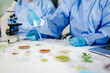 © Nuttapong punna - Scientist uses a pipette to test plant and sprout samples in an agricultural biotechnology lab, ensuring food safety