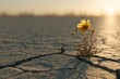 © salwa - A single yellow wildflower blooms bravely from cracked, sun-baked earth under a golden sunset