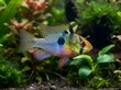 © KIMOG - Male Ram Cichlid (Mikrogeophagus ramirezi) in Planted Freshwater Aquarium