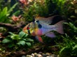 © KIMOG - Male Ram Cichlid (Mikrogeophagus ramirezi) in Planted Freshwater Aquarium