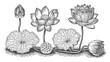 © Batter stock - 黒と白のインクスタイルで描かれたハスの花と葉のビンテージ風手描きイラスト