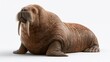 © Chimpanzky  - massive walrus looking at camera,  highly detailed premium wildlife photography, isolated on white