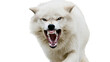 © Timo - Furious white wolf snarling with bared teeth, isolated on transparent background