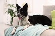 © New Africa - Beautiful Border Collie dog lying on soft sofa at home
