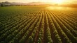 © Javid - Aerial view of farmland rows irrigated at sunset. AI generated image