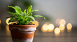 © Bloody 007 - Green fern plant in a terracotta pot with water droplets and soft bokeh lights