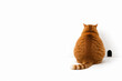 © Andbiz - Orange cat sitting beside a small wall opening. Space for text.