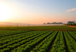 © Pixel-Shot - Aerial view of irrigated agricultural fields at golden hour