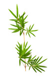 Tropical green bamboo plant foliage cut out for natural design element.