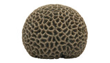 Brown Boulder Coral Isolated on transparent Background PNG 