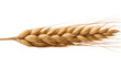 © Motruc - Golden wheat ear with long thin stalks and seeds